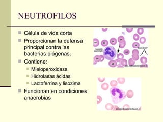 NEUTROFILOS
 Célula de vida corta
 Proporcionan la defensa
principal contra las
bacterias piógenas.
 Contiene:
 Mieloperoxidasa
 Hidrolasas ácidas
 Lactoferrina y lisozima
 Funcionan en condiciones
anaerobias
 