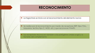 RECONOCIMIENTO
 La fagocitosis se inicia con el reconocimiento del elemento nocivo
 Se realiza por el reconocimiento por medio de receptores RRP (tipo TOLL,
basureros, lectina tipo C, NOD, etc.) que reconocen PAMPs
 Sus receptores reconocen también a los patógenos unidos a IgG y a
factores del complemento
 