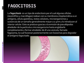 FAGOCITOSIS
La fagocitosis es un tipo de endocitosis por el cual algunas células
(neutrófilos y macrófagos) rodean con su membrana citoplasmática a un
antígeno, célula apotótica, restos celulares, microorganismos y
sustancias de un tamaño generalmente mayor a 0.5nm y lo introducen al
interior celular. Esto se produce gracias a la emisión de pseudópodos
alrededor de la partícula o microorganismo hasta englobarla
completamente y formar alrededor de él una vesícula, llamada
fagosoma, la cual fusionan posteriormente con lisosomas para degradar
el antígeno fagocitado.
 