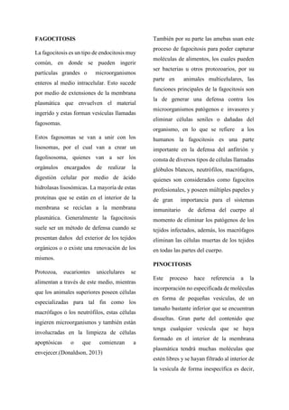 FAGOCITOSIS
La fagocitosis es un tipo de endocitosis muy
común, en donde se pueden ingerir
partículas grandes o microorganismos
enteros al medio intracelular. Esto sucede
por medio de extensiones de la membrana
plasmática que envuelven el material
ingerido y estas forman vesículas llamadas
fagosomas.
Estos fagosomas se van a unir con los
lisosomas, por el cual van a crear un
fagolisosoma, quienes van a ser los
orgánulos encargados de realizar la
digestión celular por medio de ácido
hidrolasas lisosómicas. La mayoría de estas
proteínas que se están en el interior de la
membrana se reciclan a la membrana
plasmática. Generalmente la fagocitosis
suele ser un método de defensa cuando se
presentan daños del exterior de los tejidos
orgánicos o o existe una renovación de los
mismos.
Protozoa, eucariontes unicelulares se
alimentan a través de este medio, mientras
que los animales superiores poseen células
especializadas para tal fin como los
macrófagos o los neutrófilos, estas células
ingieren microorganismos y también están
involucradas en la limpieza de células
apoptósicas o que comienzan a
envejecer.(Donaldson, 2013)
También por su parte las amebas usan este
proceso de fagocitosis para poder capturar
moléculas de alimentos, los cuales pueden
ser bacterias u otros protozoarios, por su
parte en animales multicelulares, las
funciones principales de la fagocitosis son
la de generar una defensa contra los
microorganismos patógenos e invasores y
eliminar células seniles o dañadas del
organismo, en lo que se refiere a los
humanos la fagocitosis es una parte
importante en la defensa del anfitrión y
consta de diversos tipos de células llamadas
glóbulos blancos, neutrófilos, macrófagos,
quienes son considerados como fagocitos
profesionales, y poseen múltiples papeles y
de gran importancia para el sistemas
inmunitario de defensa del cuerpo al
momento de eliminar los patógenos de los
tejidos infectados, además, los macrófagos
eliminan las células muertas de los tejidos
en todas las partes del cuerpo.
PINOCITOSIS
Este proceso hace referencia a la
incorporación no especificada de moléculas
en forma de pequeñas vesículas, de un
tamaño bastante inferior que se encuentran
disueltas. Gran parte del contenido que
tenga cualquier vesícula que se haya
formado en el interior de la membrana
plasmática tendrá muchas moléculas que
estén libres y se hayan filtrado al interior de
la vesícula de forma inespecífica es decir,
 