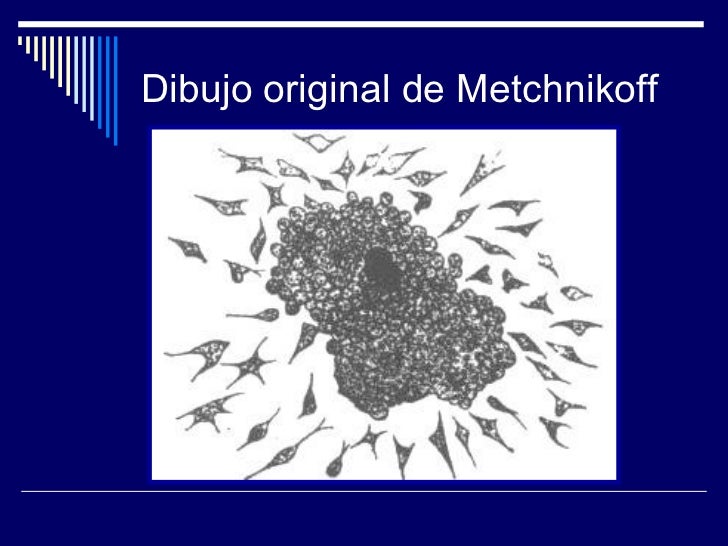 Fagocitos Y Fagocitosis