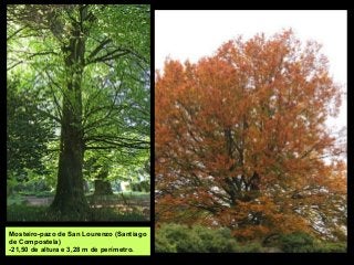 Mosteiro-pazo de San Lourenzo (Santiago
de Compostela)
-21,50 de altura e 3,28 m de perímetro.
 