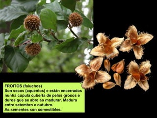 FLORES
Son unisexuais, en inflorescencias
separadas sobre o mesmo pé. Saen
na primavera cando brotan as follas
novas. As flores masculinas son
amentos globosos de cálice tubular,
as femininas están en grupos de ata
tres rodeadas por un involucro.
Florece en abril e maio.
♂
 