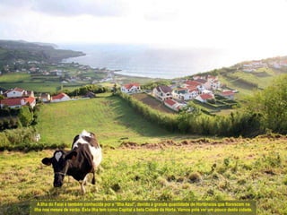 A Ilha do Faial é também conhecida por a “Ilha Azul”, devido à grande quantidade de Hortênsias que florescem na ilha nos meses de verão. Esta ilha tem como Capital a bela Cidade da Horta. Vamos pois ver um pouco desta cidade.