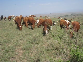 Faida mali MoreMilkiT progress report 