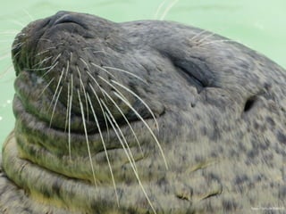 Happy / Corry de Ridder ©
 