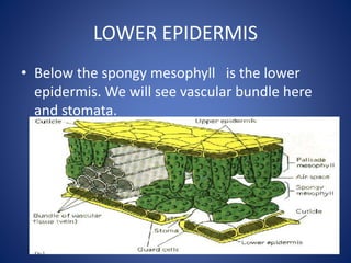LOWER EPIDERMIS
• Below the spongy mesophyll is the lower
epidermis. We will see vascular bundle here
and stomata.
 