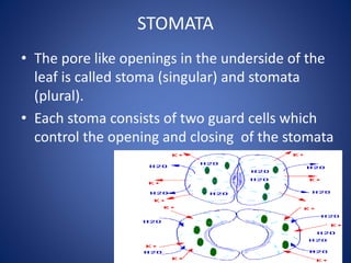 STOMATA
• The pore like openings in the underside of the
leaf is called stoma (singular) and stomata
(plural).
• Each stoma consists of two guard cells which
control the opening and closing of the stomata
 
