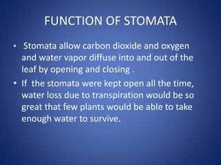 FUNCTION OF STOMATA
• Stomata allow carbon dioxide and oxygen
and water vapor diffuse into and out of the
leaf by opening and closing .
• If the stomata were kept open all the time,
water loss due to transpiration would be so
great that few plants would be able to take
enough water to survive.
 