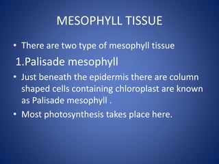 MESOPHYLL TISSUE
• There are two type of mesophyll tissue
1.Palisade mesophyll
• Just beneath the epidermis there are column
shaped cells containing chloroplast are known
as Palisade mesophyll .
• Most photosynthesis takes place here.
 