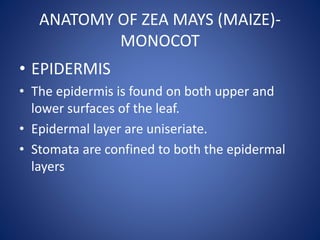 ANATOMY OF ZEA MAYS (MAIZE)-
MONOCOT
• EPIDERMIS
• The epidermis is found on both upper and
lower surfaces of the leaf.
• Epidermal layer are uniseriate.
• Stomata are confined to both the epidermal
layers
 