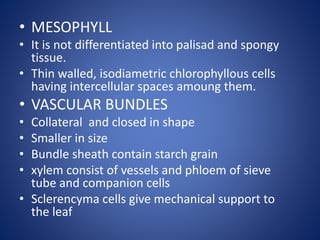 • MESOPHYLL
• It is not differentiated into palisad and spongy
tissue.
• Thin walled, isodiametric chlorophyllous cells
having intercellular spaces amoung them.
• VASCULAR BUNDLES
• Collateral and closed in shape
• Smaller in size
• Bundle sheath contain starch grain
• xylem consist of vessels and phloem of sieve
tube and companion cells
• Sclerencyma cells give mechanical support to
the leaf
 