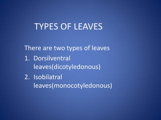 TYPES OF LEAVES
There are two types of leaves
1. Dorsilventral
leaves(dicotyledonous)
2. Isobilatral
leaves(monocotyledonous)
 