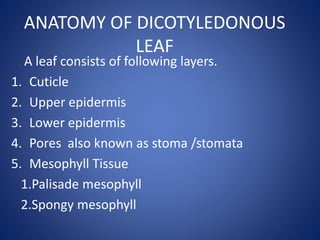 ANATOMY OF DICOTYLEDONOUS
LEAF
A leaf consists of following layers.
1. Cuticle
2. Upper epidermis
3. Lower epidermis
4. Pores also known as stoma /stomata
5. Mesophyll Tissue
1.Palisade mesophyll
2.Spongy mesophyll
 