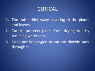 CUTICAL
1. The outer thick waxy covering of the plants
and leaves.
2. Cuticle protects plant from drying out by
reducing water loss.
3. Does not let oxygen or carbon dioxide pass
through it.
 