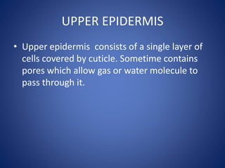 UPPER EPIDERMIS
• Upper epidermis consists of a single layer of
cells covered by cuticle. Sometime contains
pores which allow gas or water molecule to
pass through it.
 