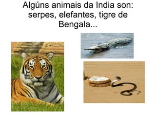 Algúns animais da India son: serpes, elefantes, tigre de Bengala... 