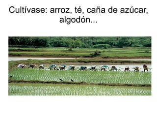 Cultívase: arroz, té, caña de azúcar, algodón... 