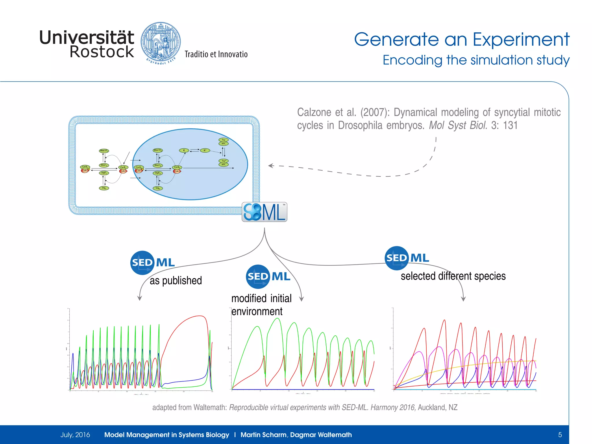 Generate an Experiment
Encoding the simulation study
Calzone et al. (2007): Dynamical modeling of syncytial mitotic
cycles in Drosophila embryos. Mol Syst Biol. 3: 131
TM
Wee1n_1 MPFn_1 StgPn_1
mol/l
0
0.2
0.4
0.6
0.8
1
1.2
1.4
s
0 50 100 150 200 250
MPFn_1 StgPn_1 Wee1n_1
mol/l
0
0.2
0.4
0.6
0.8
1
1.2
s
0 50 100 150 200 250
[MPFc]|Time [MPFn]|Time [Stgc]|Time [Stgn]|Time [Wee1n]|Time [preMPFc]|Time [preMPFn]|Time
mol/l
0
0.5
1
1.5
2
s
0 50 100 150 200 250
MLSED
as published MLSED
modiﬁed initial
environment
MLSED
selected different species
adapted from Waltemath: Reproducible virtual experiments with SED-ML. Harmony 2016, Auckland, NZ
July, 2016 Model Management in Systems Biology | Martin Scharm, Dagmar Waltemath 5
 