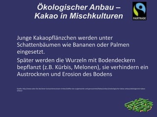 Ökologischer Anbau –
                      Kakao in Mischkulturen

Junge Kakaopflänzchen werden unter
Schattenbäumen wie Bananen oder Palmen
eingesetzt.
Später werden die Wurzeln mit Bodendeckern
bepflanzt (z.B. Kürbis, Melonen), sie verhindern ein
Austrocknen und Erosion des Bodens

Quelle: http://www.oeko-fair.de/clever-konsumieren/essen-trinken/kaffee-tee-co/getraenke-und-genussmittel/kakao/anbau3/oekologischer-kakao-anbau/oekologischer-kakao-
anbau2
 