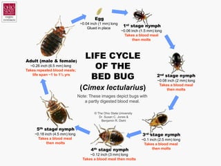 Egg
                                ~0.04 inch (1 mm) long
                                    Glued in place
                                                            1st stage nymph
                                                           ~0.06 inch (1.5 mm) long
                                                             Takes a blood meal
                                                                  then molts




Adult (male & female)
                                   LIFE CYCLE
  ~0.26 inch (6.5 mm) long
Takes repeated blood meals;
                                     OF THE
   life span ~1 to 1½ yrs
                                    BED BUG                                     2nd stage nymph
                                                                                ~0.08 inch (2 mm) long
                                                                                 Takes a blood meal
                                (Cimex lectularius)                                  then molts
                               Note: These images depict bugs with
                                  a partly digested blood meal.

                                        © The Ohio State University
                                           Dr. Susan C. Jones &
                                            Benjamin R. Diehl

     5th stage nymph
    ~0.18 inch (4.5 mm) long                                           3rd stage nymph
      Takes a blood meal                                               ~0.1 inch (2.5 mm) long
           then molts                                                   Takes a blood meal
                                      4th stage nymph                         then molts
                                     ~0.12 inch (3 mm) long
                                 Takes a blood meal then molts
 