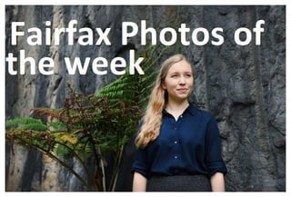 Fairfox Pictures for This Week - Nick Tsagaris