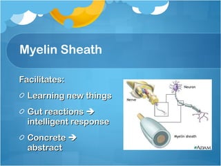Myelin Sheath  Facilitates:  Learning new things  Gut reactions    intelligent response  Concrete     abstract Results in? 