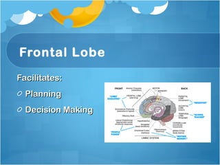 Frontal Lobe Facilitates: Planning Decision Making 