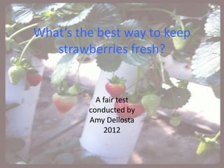 What’s the best way to keep
   strawberries fresh?


           A fair test
         conducted by
         Amy Dellosta
             2012
 
