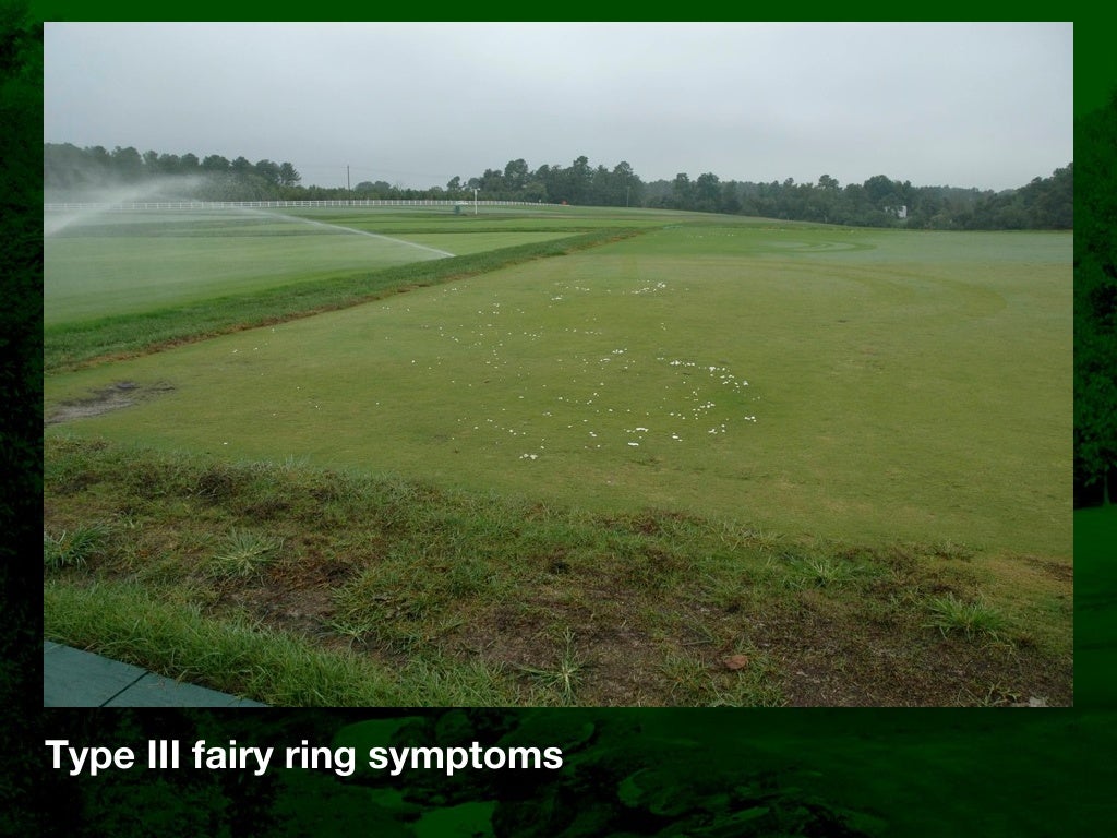 Fairy Ring Prevention and Management in Golf Course Putting Greens