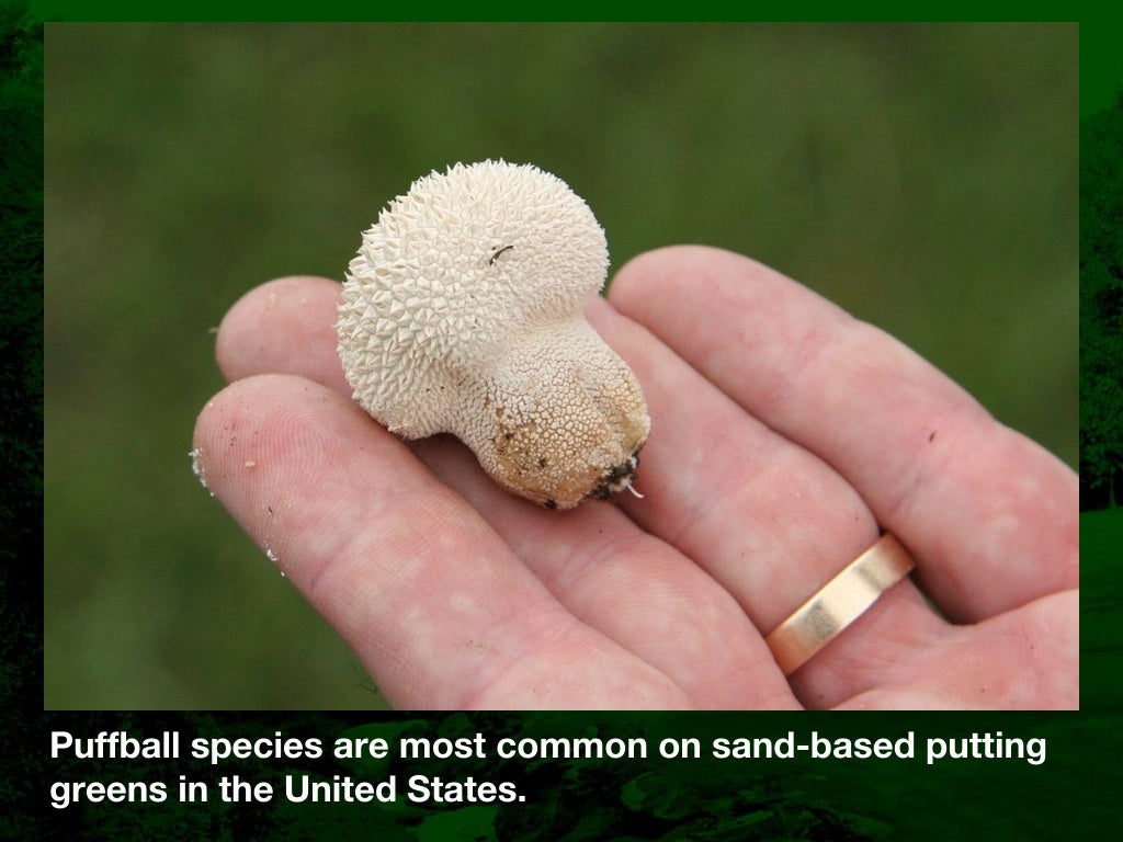 Fairy Ring Prevention and Management in Golf Course Putting Greens