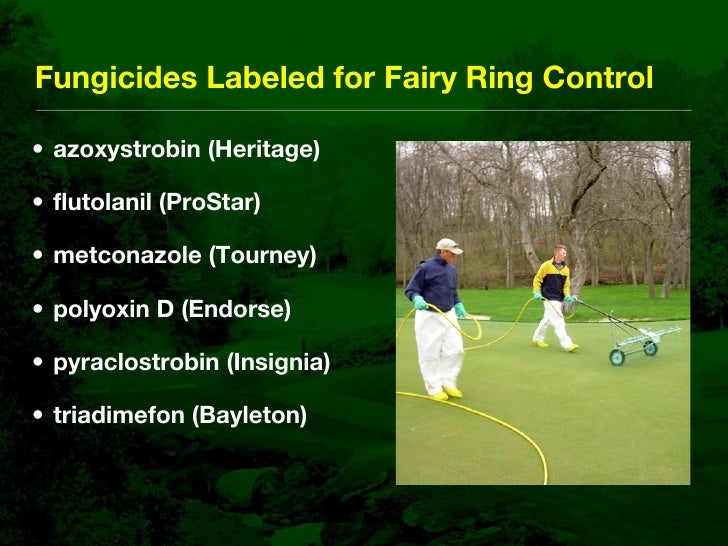 Fairy Ring Prevention and Management in Golf Course Putting Greens
