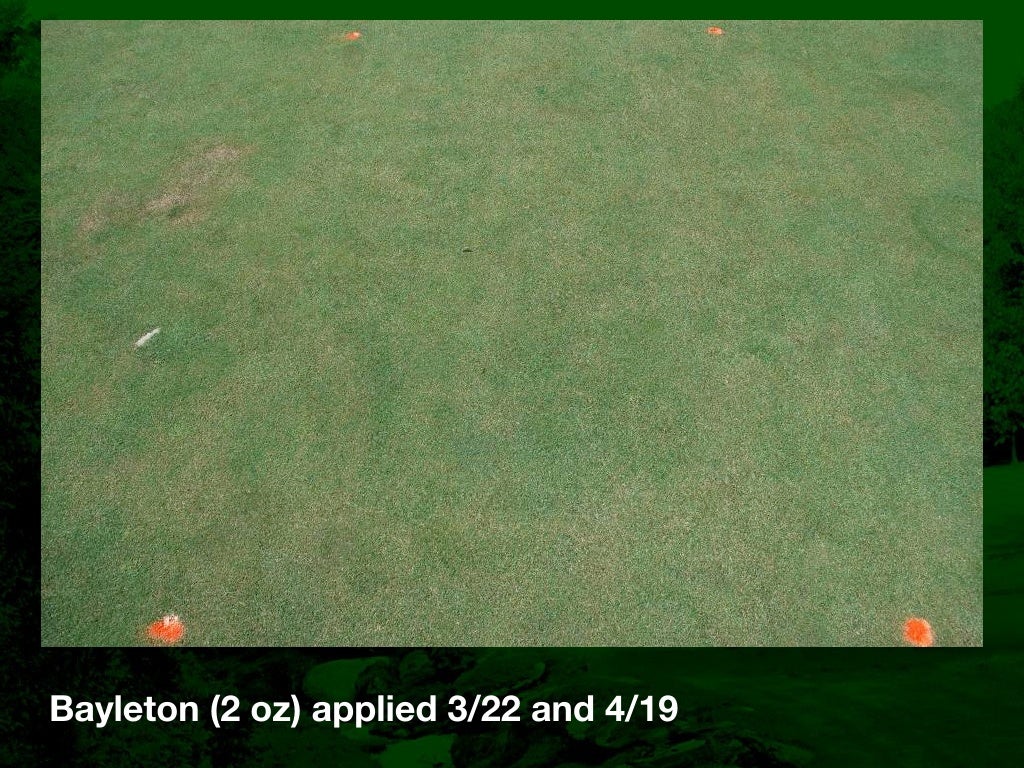 Fairy Ring Prevention and Management in Golf Course Putting Greens