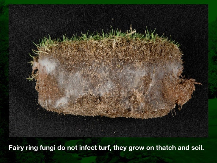 Fairy Ring Prevention and Management in Golf Course Putting Greens