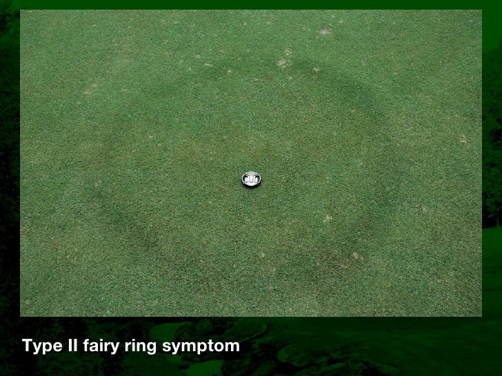 Fairy Ring Prevention and Management in Golf Course Putting Greens