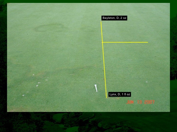 Fairy Ring Prevention and Management in Golf Course Putting Greens