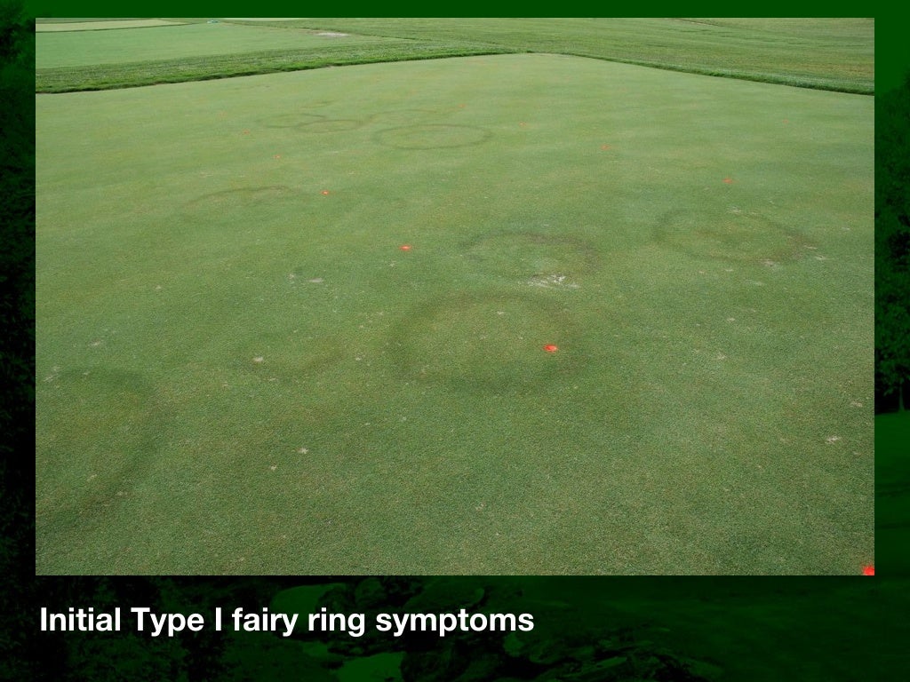 Fairy Ring Prevention and Management in Golf Course Putting Greens