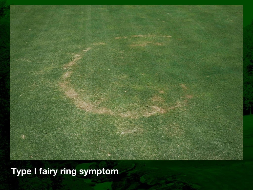Fairy Ring Prevention and Management in Golf Course Putting Greens