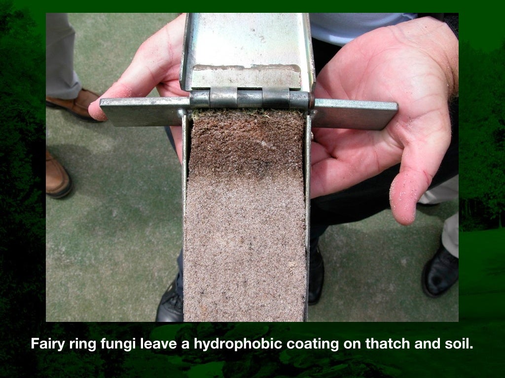 Fairy Ring Prevention and Management in Golf Course Putting Greens