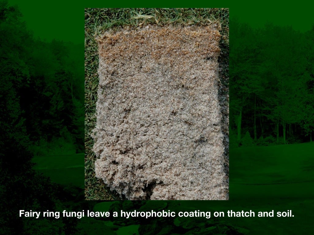Fairy Ring Prevention and Management in Golf Course Putting Greens