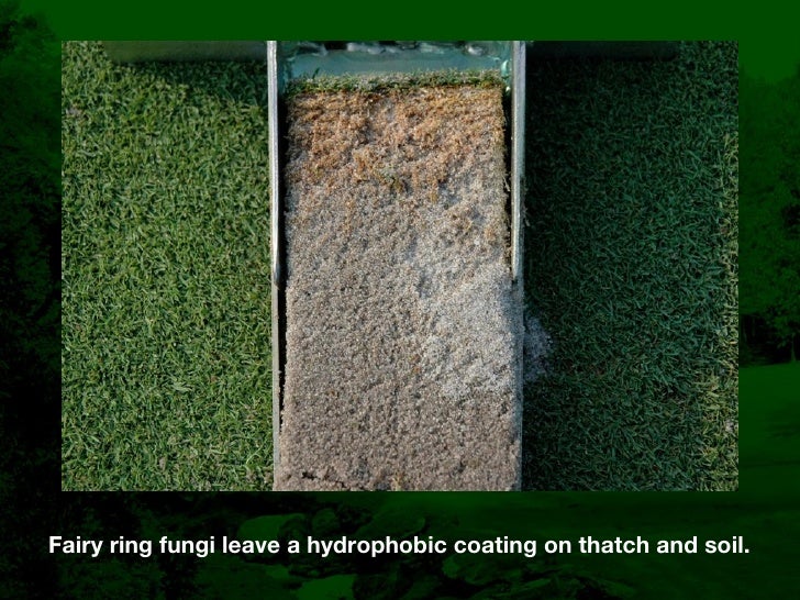 Fairy Ring Prevention and Management in Golf Course Putting Greens
