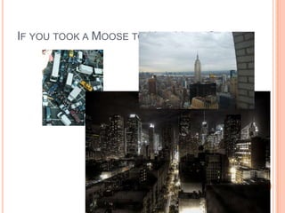 If you took a Moose to New York City<br />