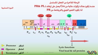 oR
Pint oLPL PRM PR PRE PR‘
tR3
tL1 tR1 tR2 t6S
att
int
xis
red
gam
cIII N cI cro cII O P Q S R A…J
Cro Cro Q
Lytic functions
Viral head & tail proteins
‫املتسلسل‬ ‫التحلل‬ ‫من‬ ‫املتأخرة‬ ‫املرحلة‬
‫من‬‫عالية‬ ‫ات‬‫ز‬‫تركي‬‫هناك‬ ‫ن‬‫يكو‬ ‫عندما‬Cro‫ـ‬‫ـ‬‫ل‬ ‫إيقاف‬ ‫على‬ ‫يعمل‬PR& PL
‫من‬ ‫ونشط‬‫وافر‬ ‫الجيني‬‫التعبير‬ ‫ن‬‫يكو‬ ‫لذا‬PR
Promoter
Operator
Terminator
‫المنظم‬
‫المشغل‬
‫المنهي‬
‫املستذيبة‬ ‫ة‬‫ر‬‫الدو‬
48 Faisal A. Alshamiry
 