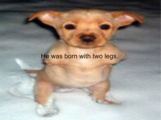 He was born with two legs.  