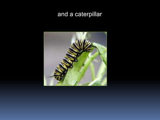 and a caterpillar
 