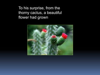 To his surprise, from the
thorny cactus, a beautiful
flower had grown
 