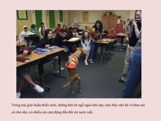 Trong trại giáo huấn thiếu niên, những đứa bé ngỗ ng á o khó dạy cảm thấy nhỏ bé và thua sút cô chó nhỏ, có nhiều em cảm động đến đổi rơi nước mắt.   