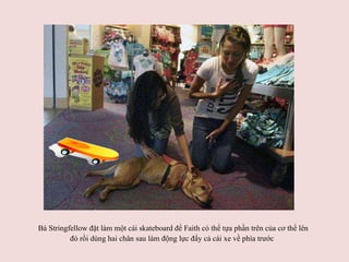 Bà Stringfellow đặt làm một cái skateboard để Faith có thể tựa phần trên của cơ thể lên đó rồi dùng hai chân sau làm động lực đẩy cả cái xe về phía trước   