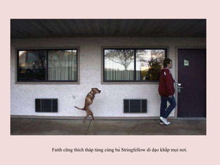 Faith cũng thích tháp tùng cùng bà Stringfellow di dạo khắp mọi nơi.   