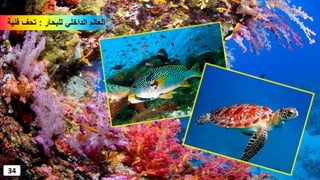 ‫للبحار‬ ‫الداخلي‬ ‫العالم‬:‫فنية‬ ‫تحف‬
34
 